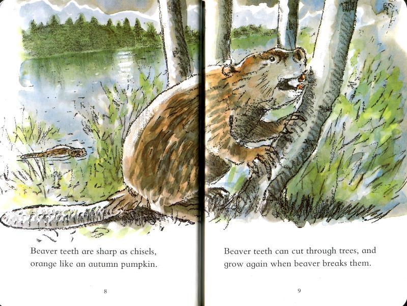 Read And Discover - Think Of A Beaver - Spectrawide Bookstore