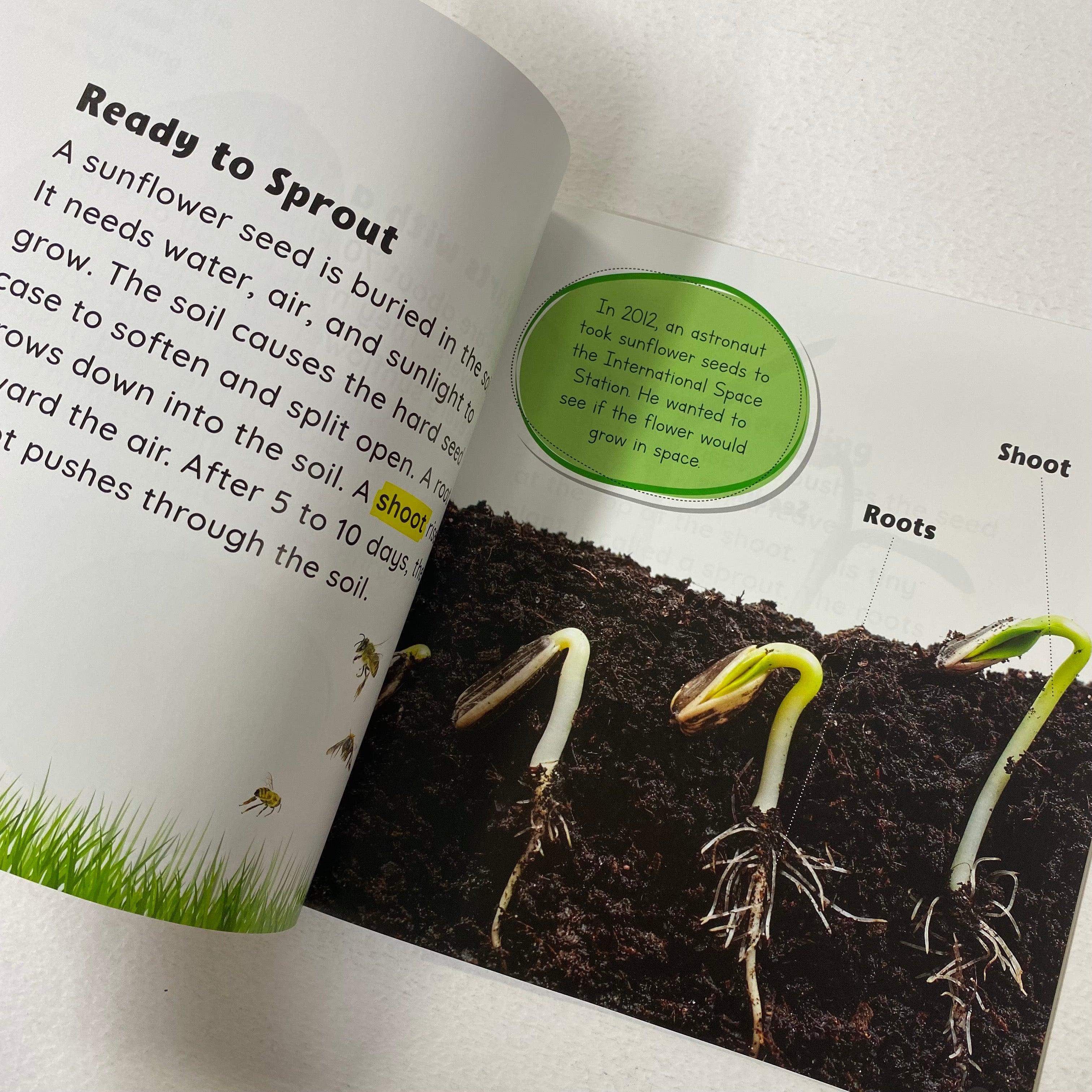 Growing Up - Seed to Sunflower - Spectrawide Bookstore