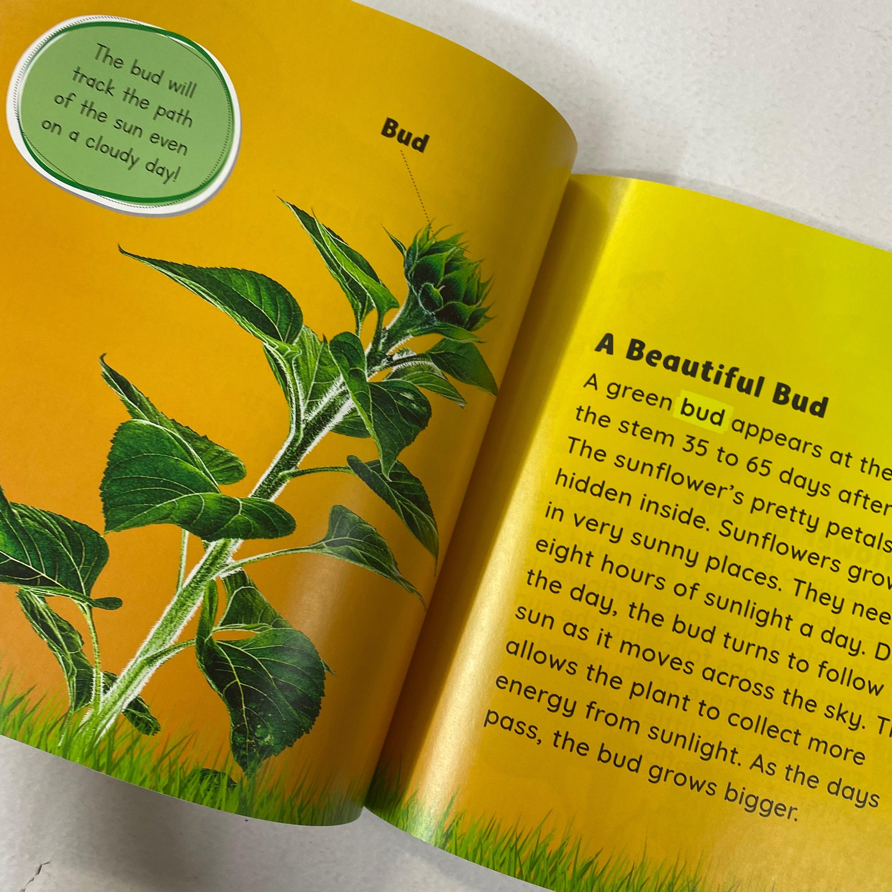 Growing Up - Seed to Sunflower - Spectrawide Bookstore