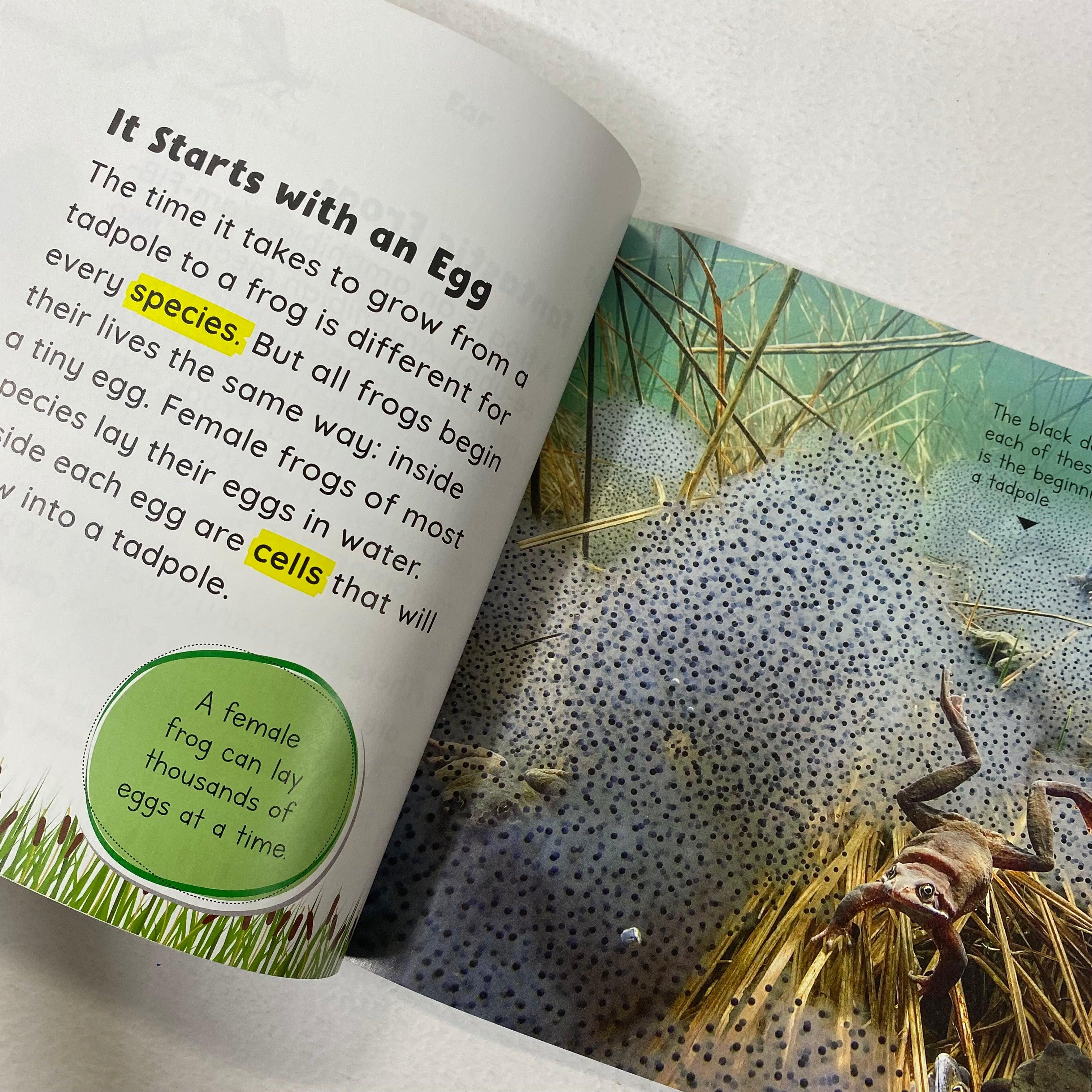 Growing Up - Tadpole to Frog - Spectrawide Bookstore