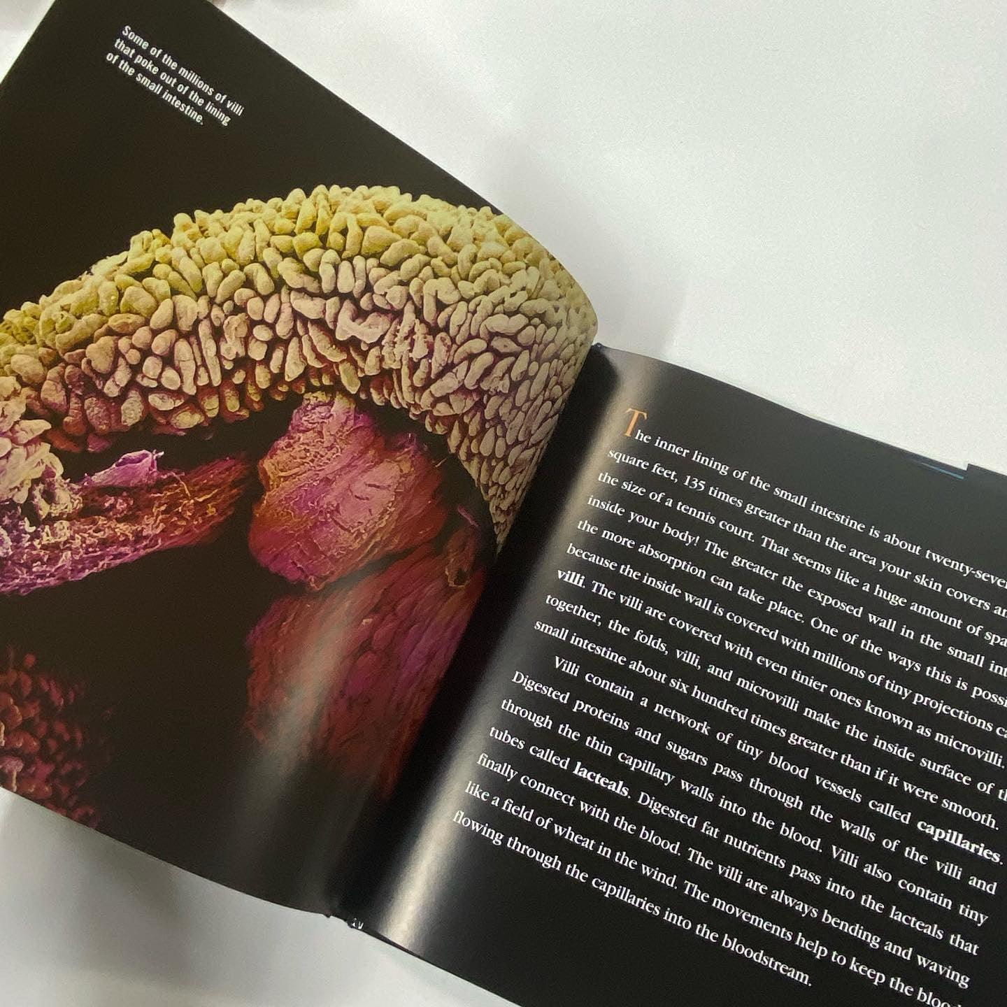 GUTS - All About Our Digestive System! - Spectrawide Bookstore