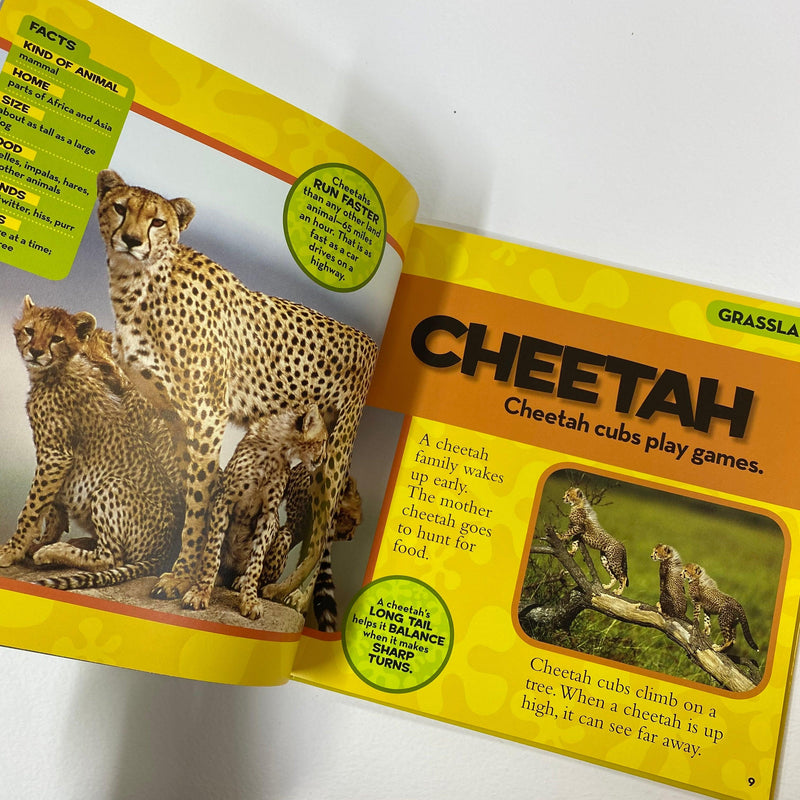 10 leopard facts! - National Geographic Kids