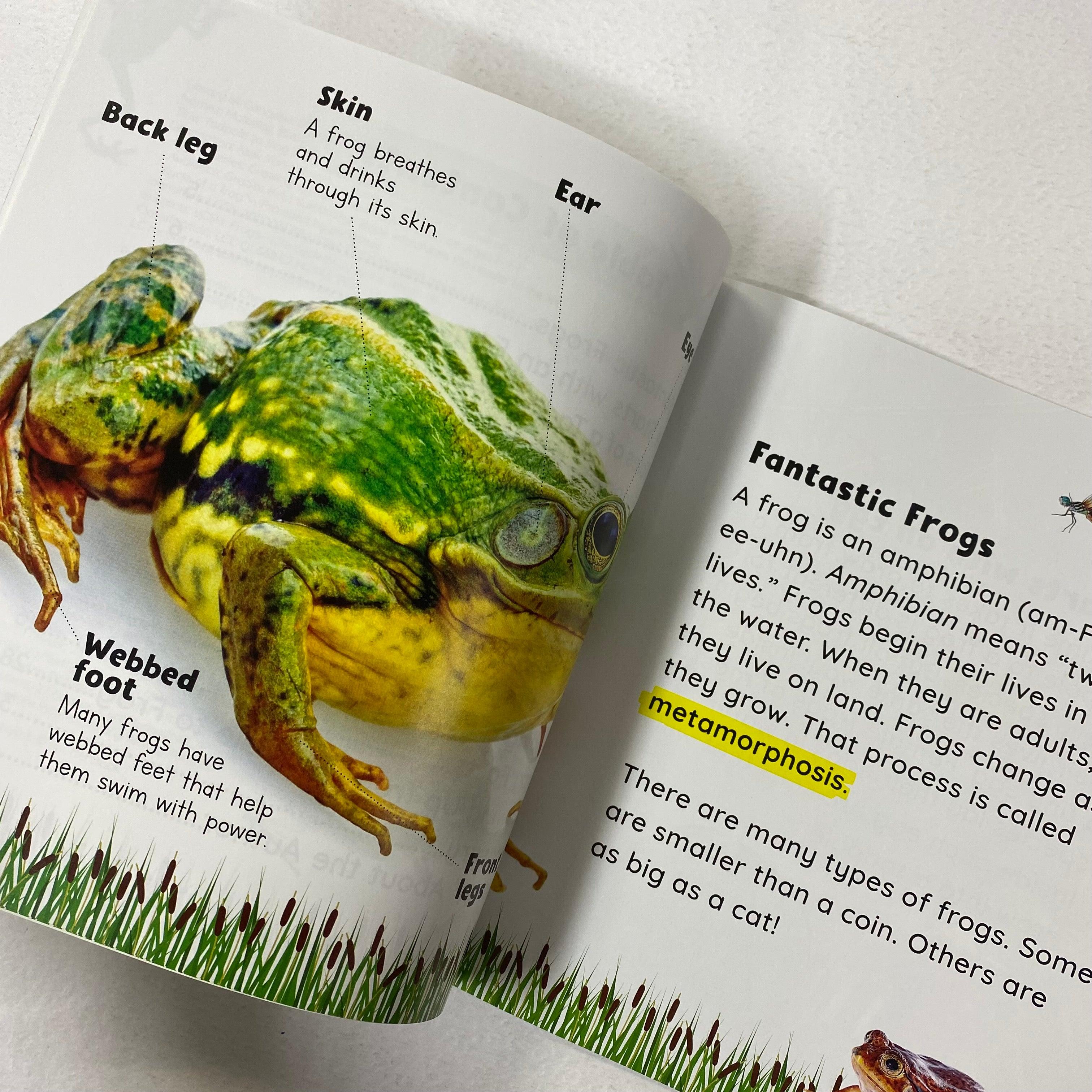 Growing Up - Tadpole to Frog - Spectrawide Bookstore