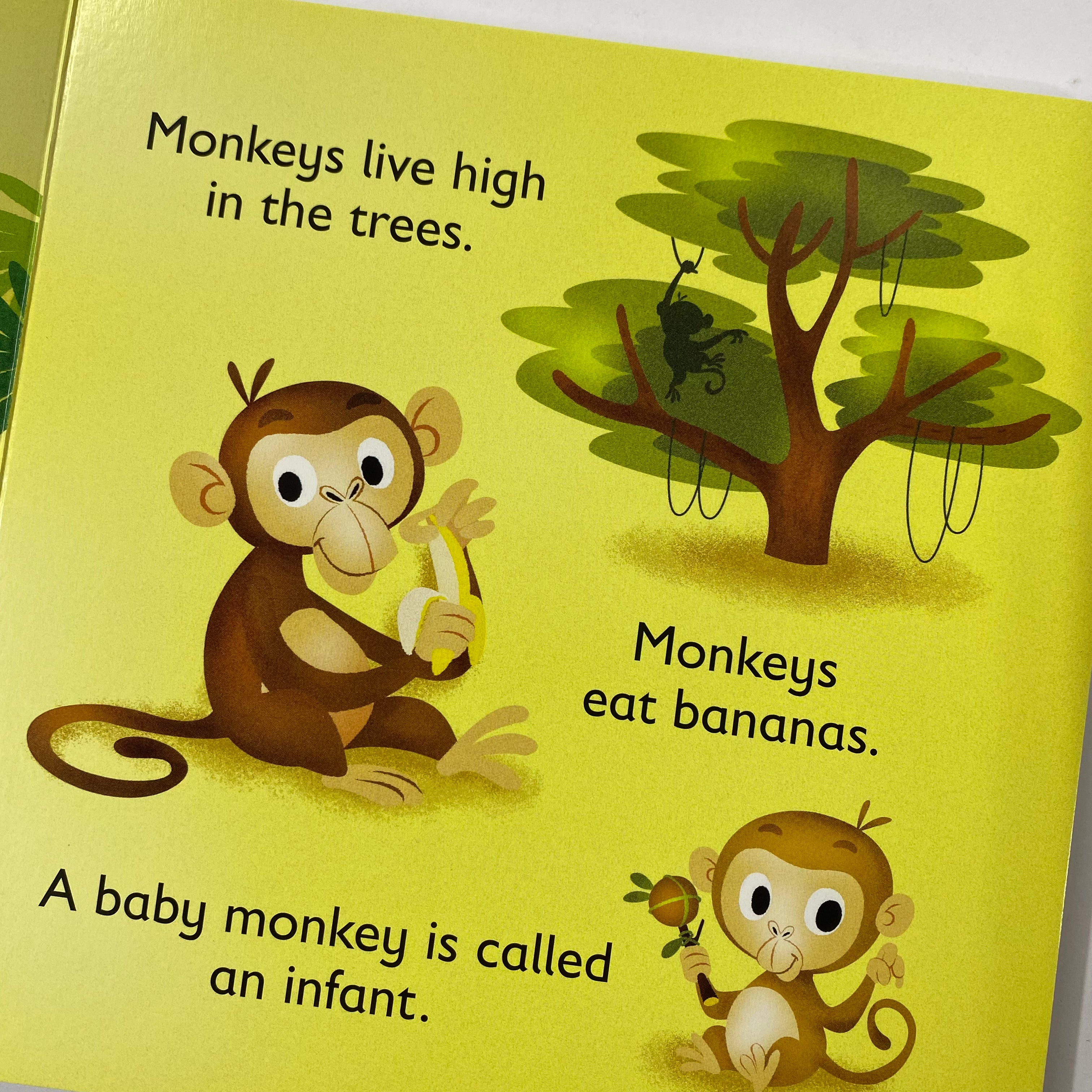 First Animal Facts - Jungle - Spectrawide Bookstore