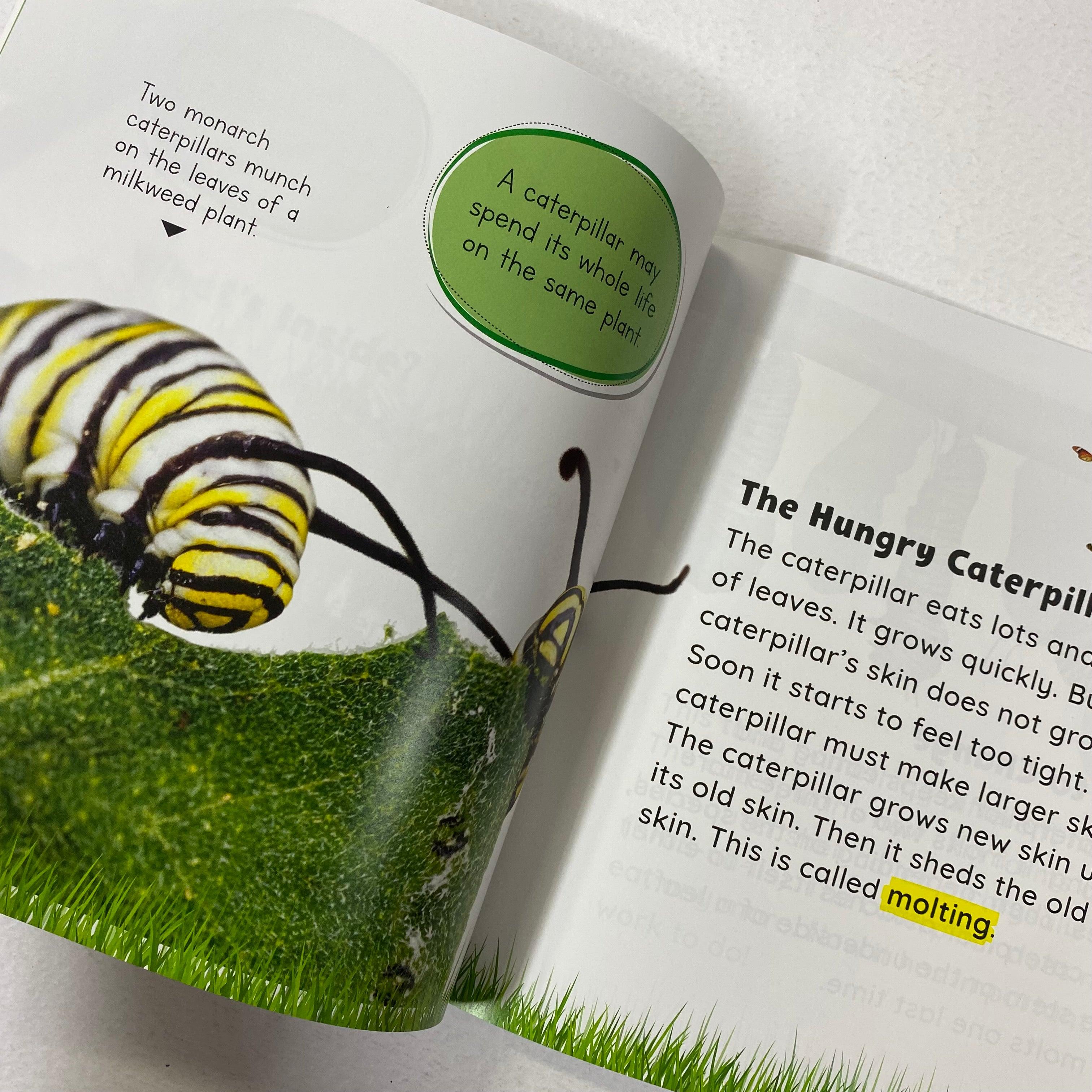 Growing Up - Caterpillar to Butterfly - Spectrawide Bookstore