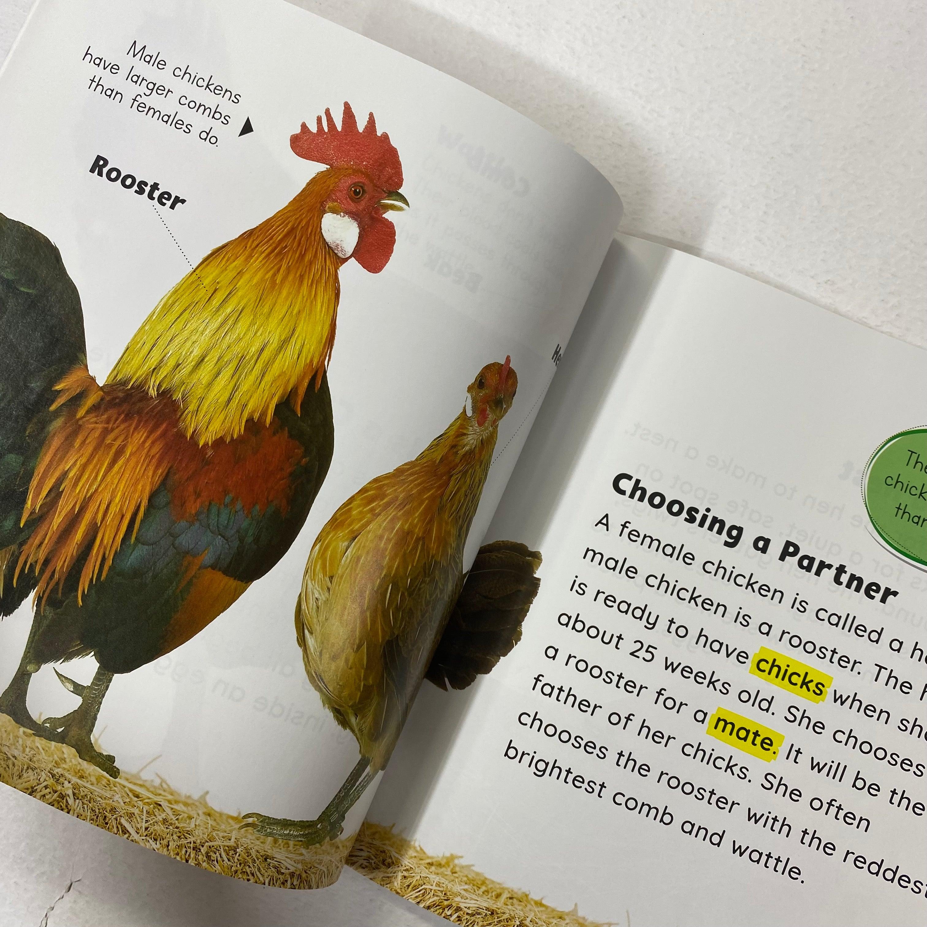 Growing Up - Egg To Chicken - Spectrawide Bookstore