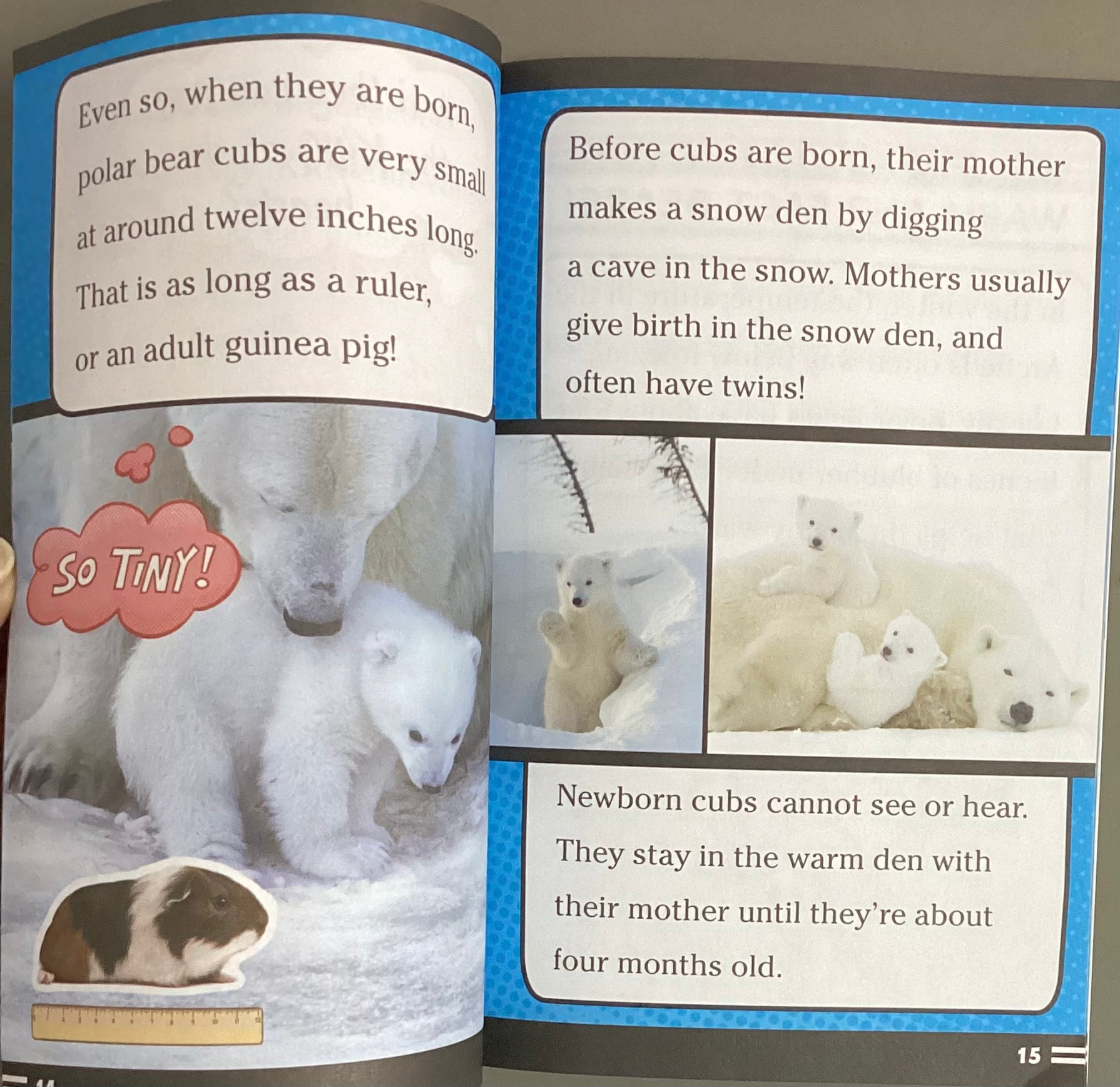 Ready To Read - Level 2 - Super Facts For Super Kids - Polar Bear Fur Isn't White! And Other Amazing Facts - Spectrawide Bookstore