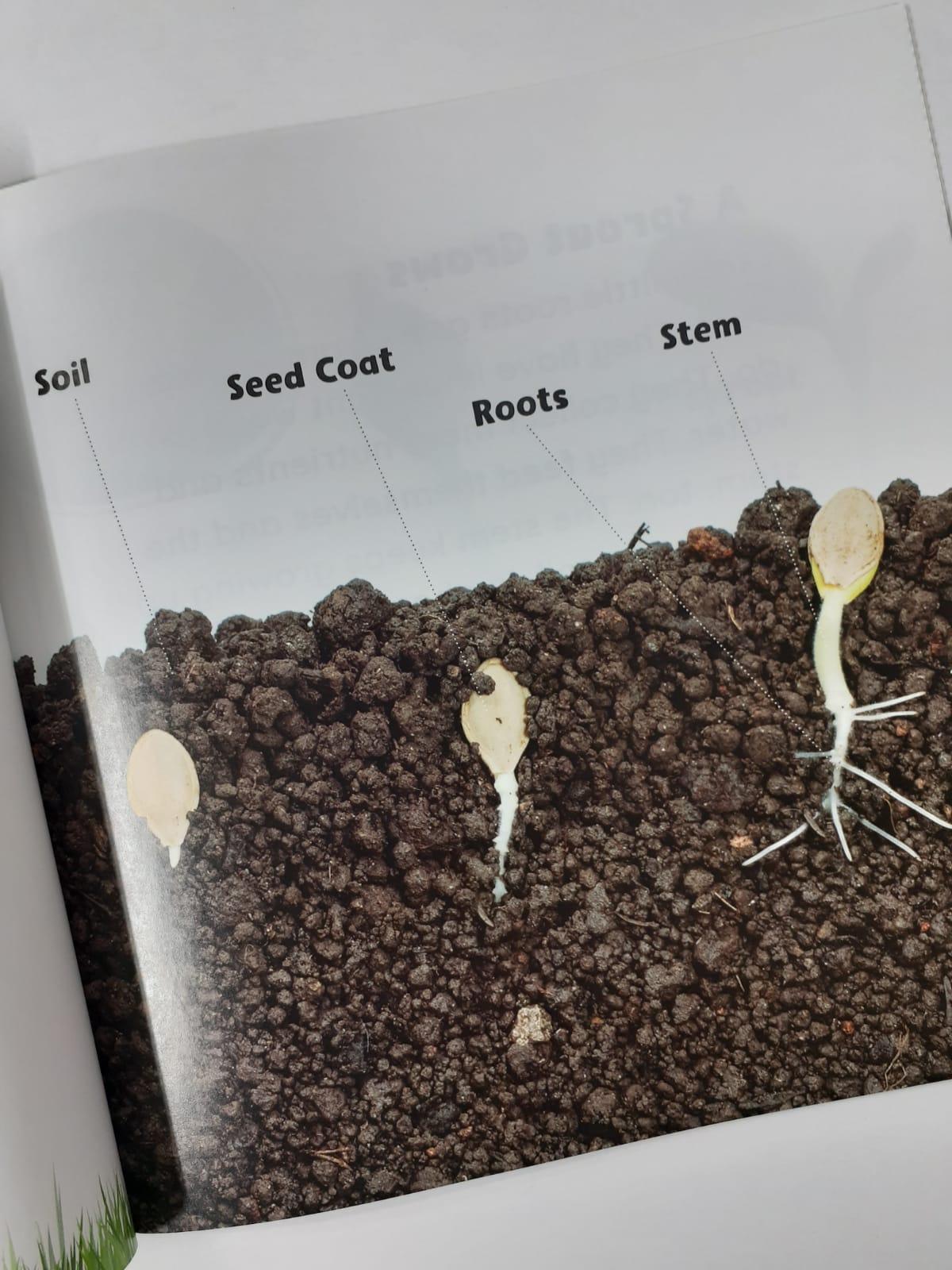 Growing Up - Seed To Pumpkin - Spectrawide Bookstore