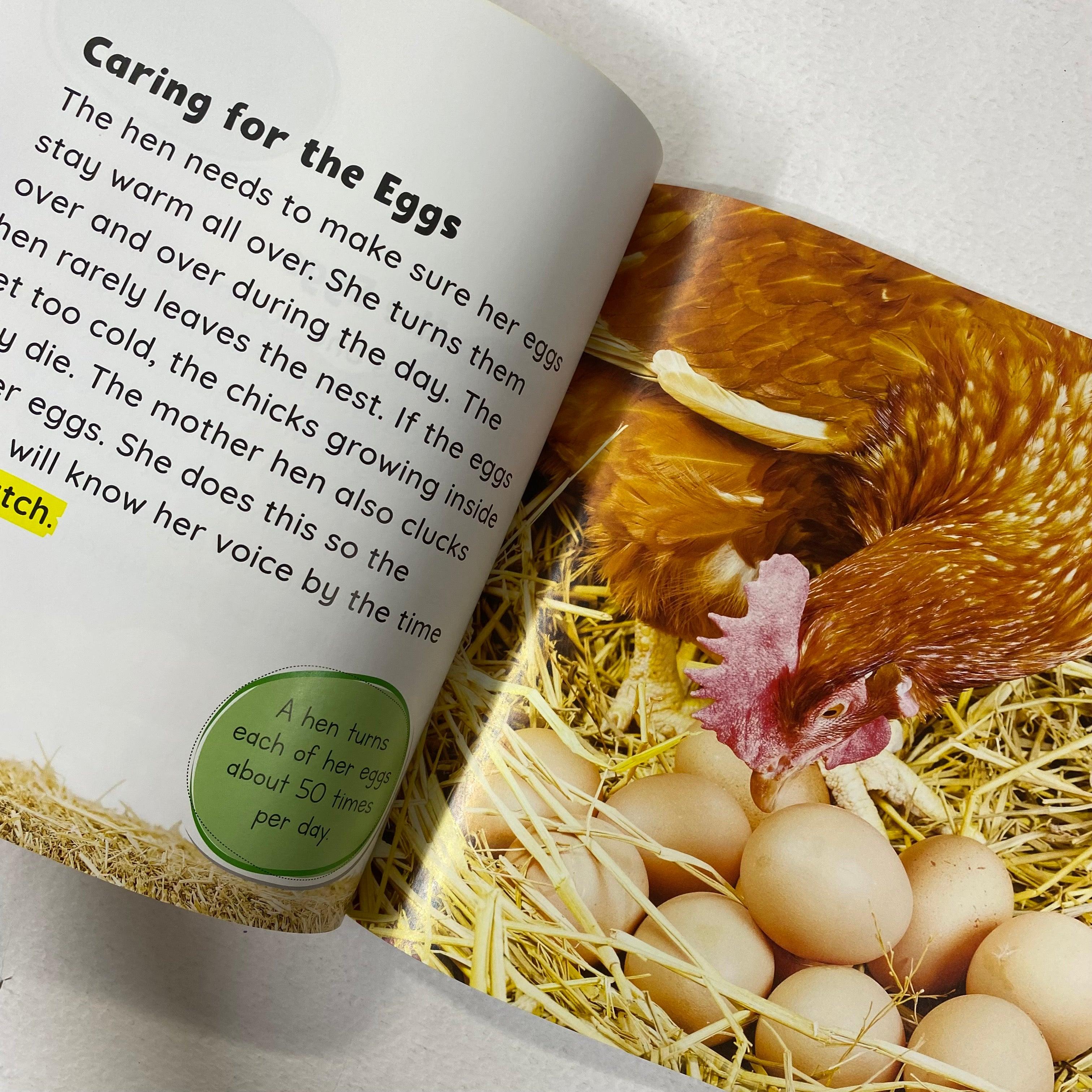 Growing Up - Egg To Chicken - Spectrawide Bookstore