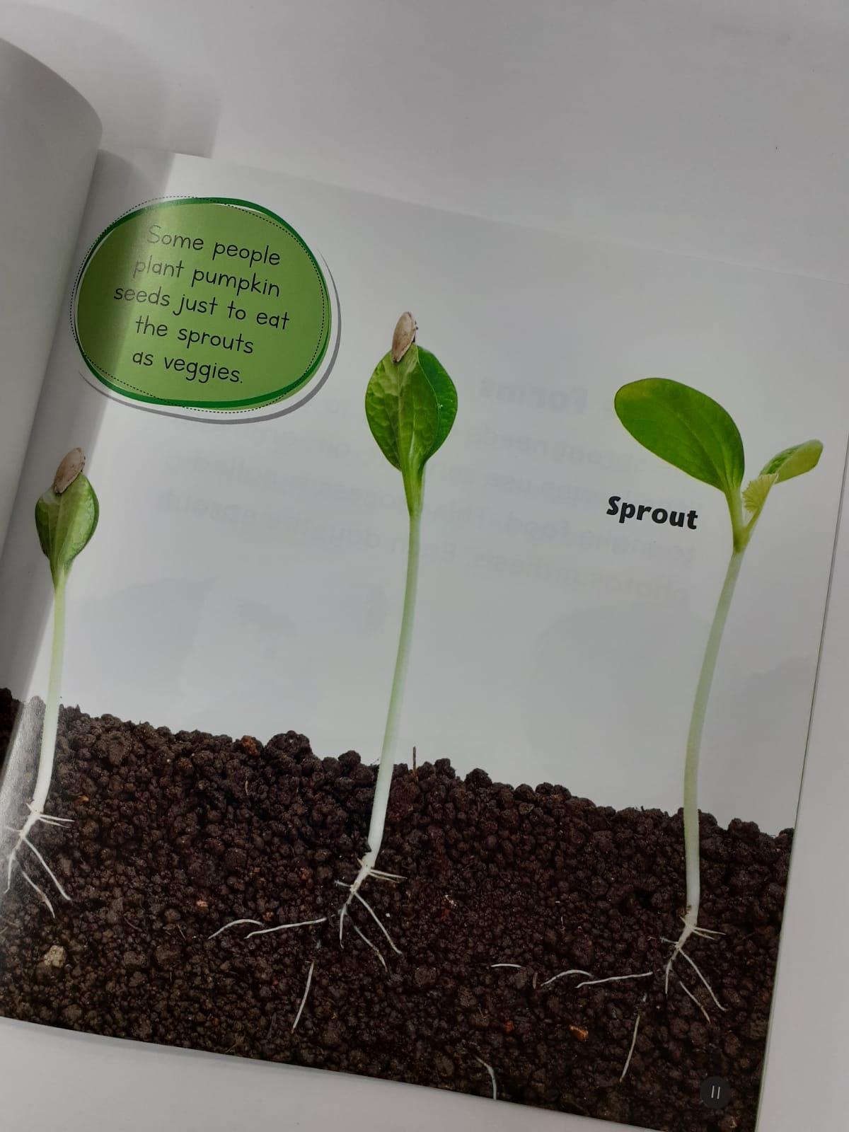 Growing Up - Seed To Pumpkin - Spectrawide Bookstore