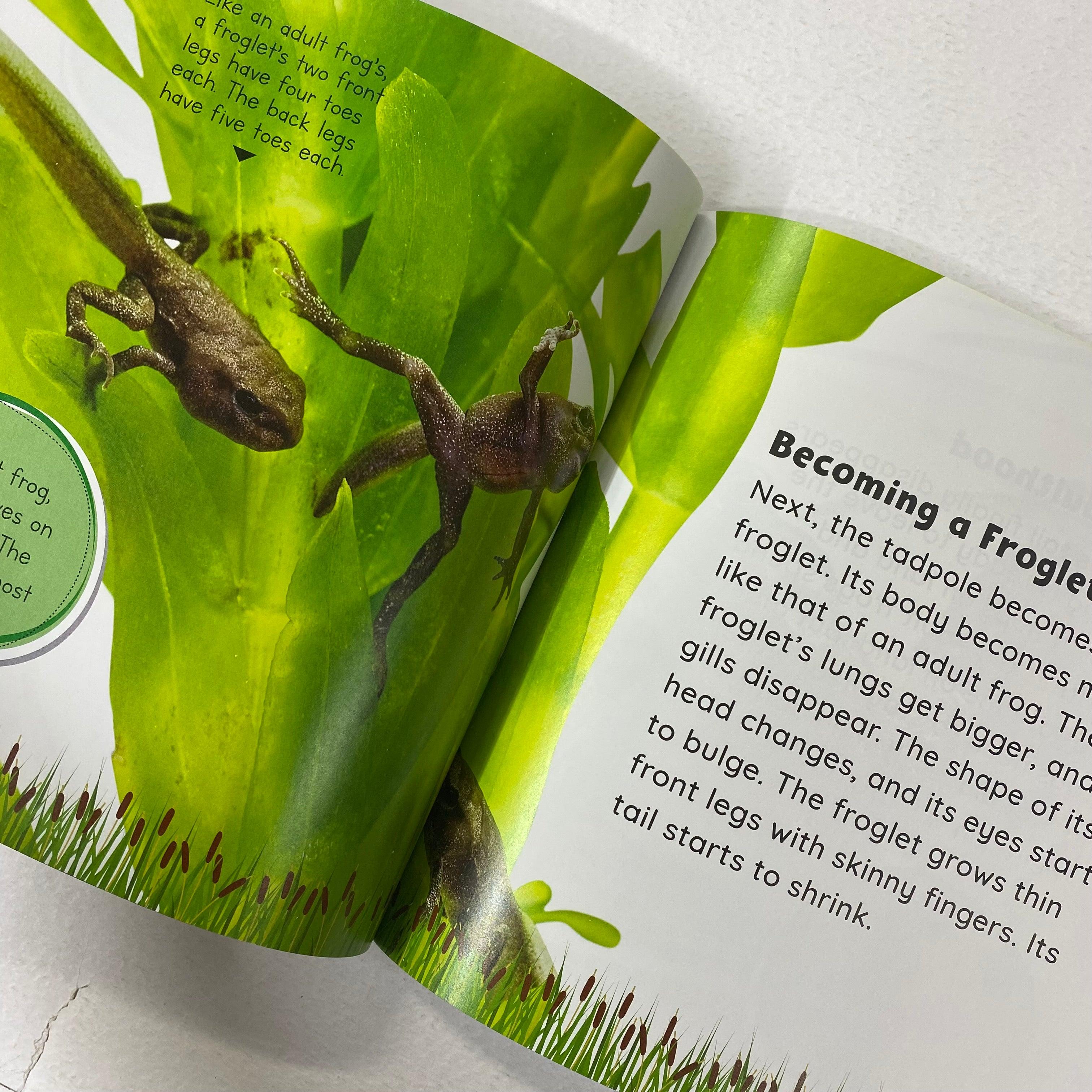 Growing Up - Tadpole to Frog - Spectrawide Bookstore
