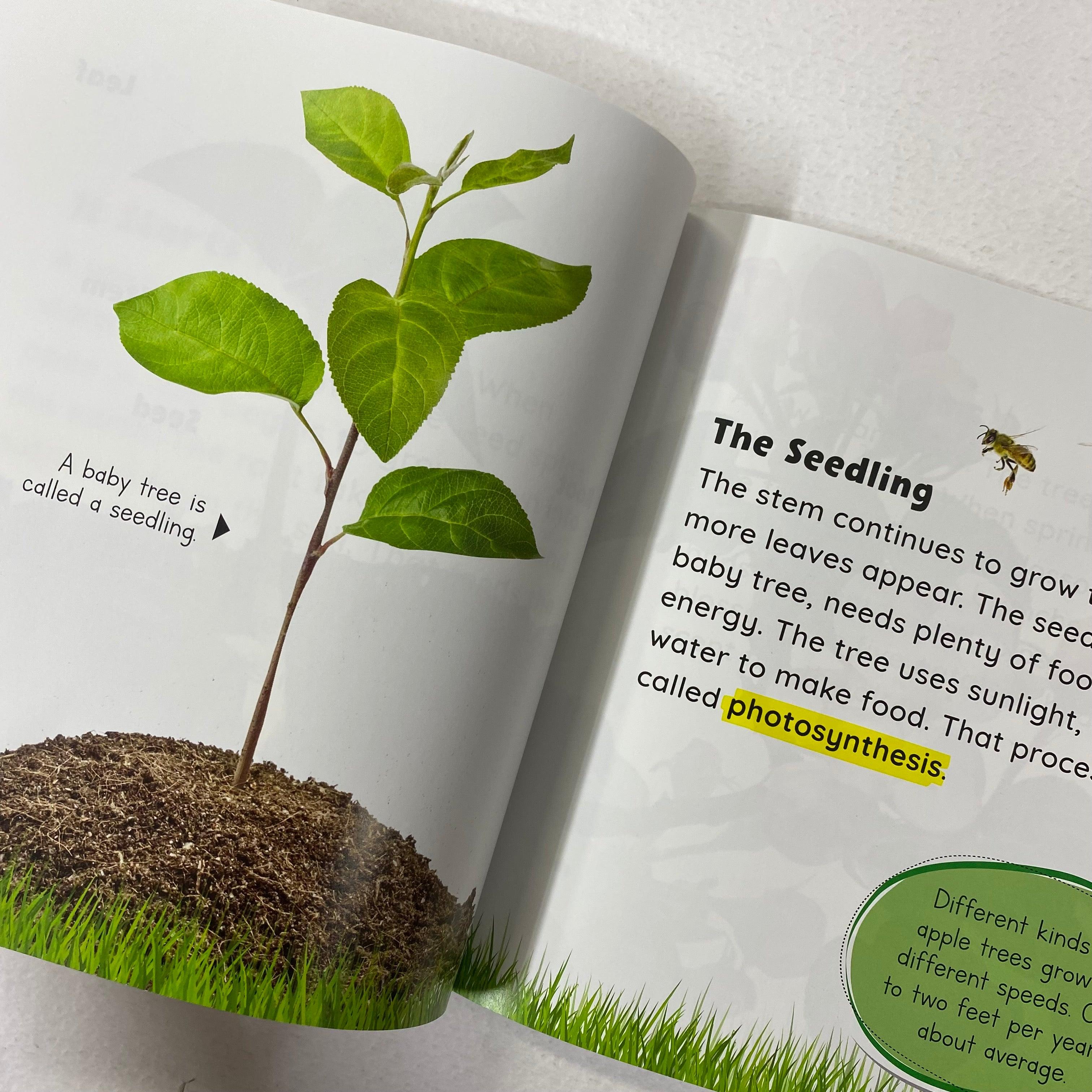 Growing Up - Seed to Apple - Spectrawide Bookstore