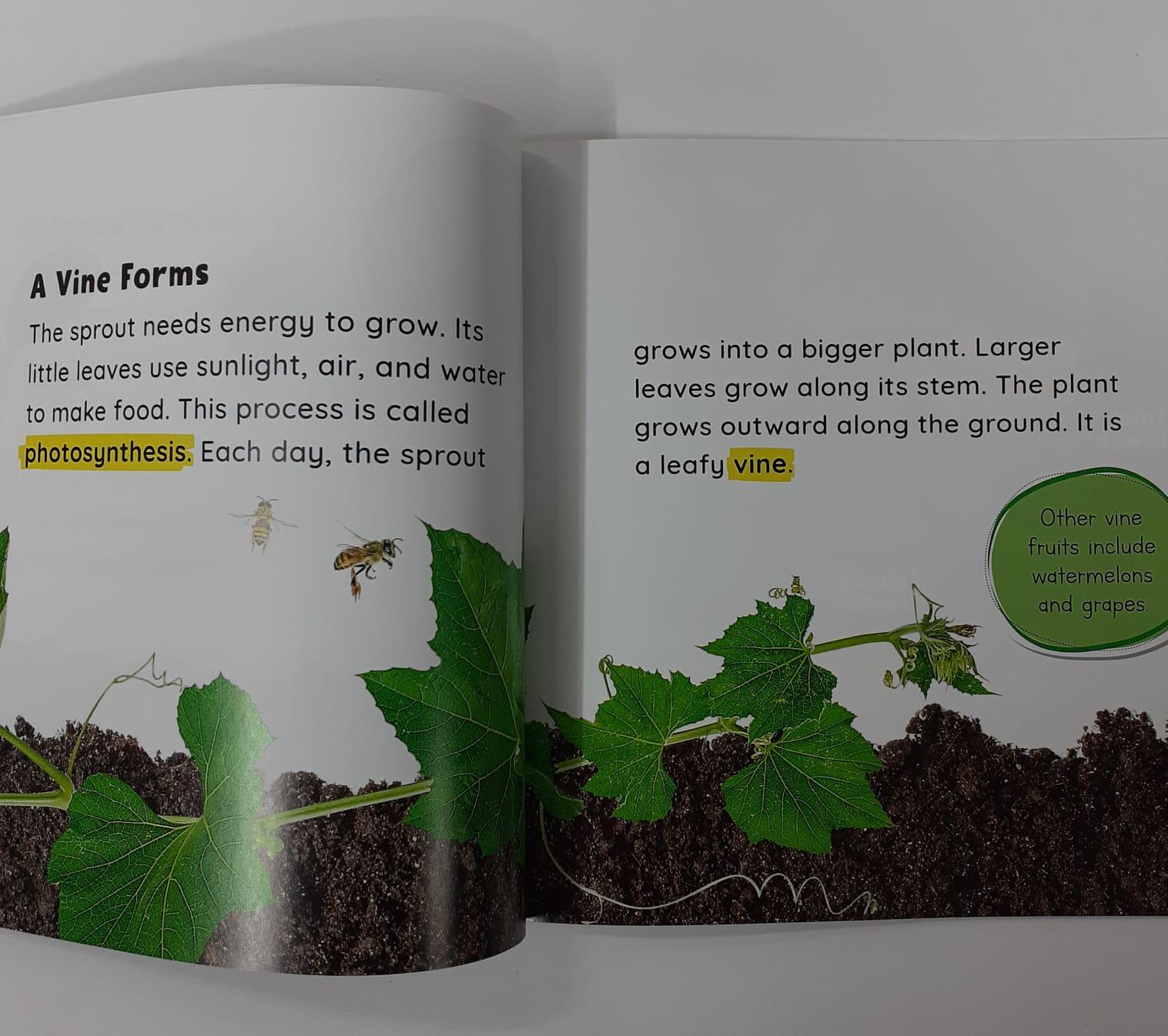 Growing Up - Seed To Pumpkin, image size:1517x1346