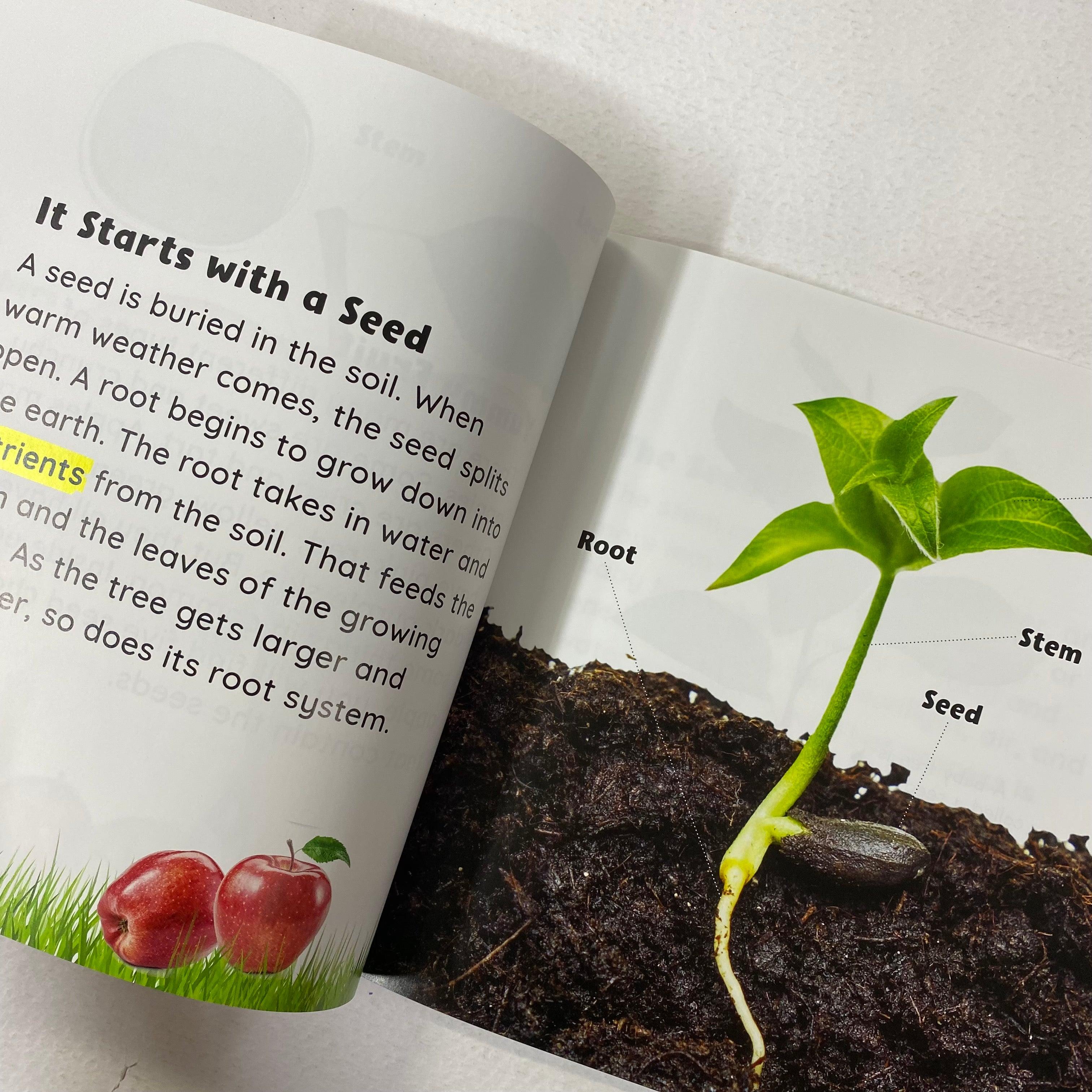 Growing Up - Seed to Apple - Spectrawide Bookstore