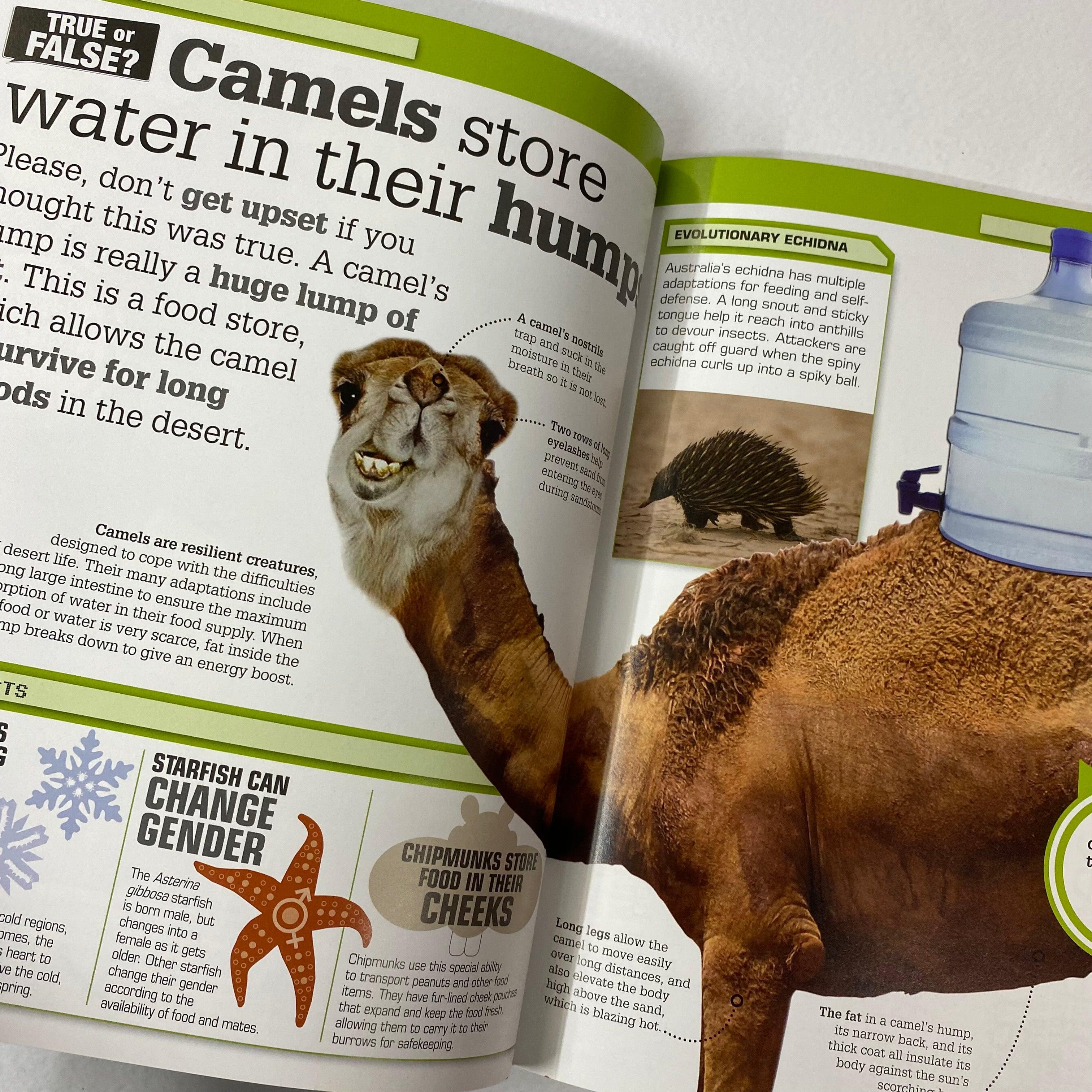 DK - True or False? - The Big Book of Big Questions & Unbelievable Answers - Spectrawide Bookstore