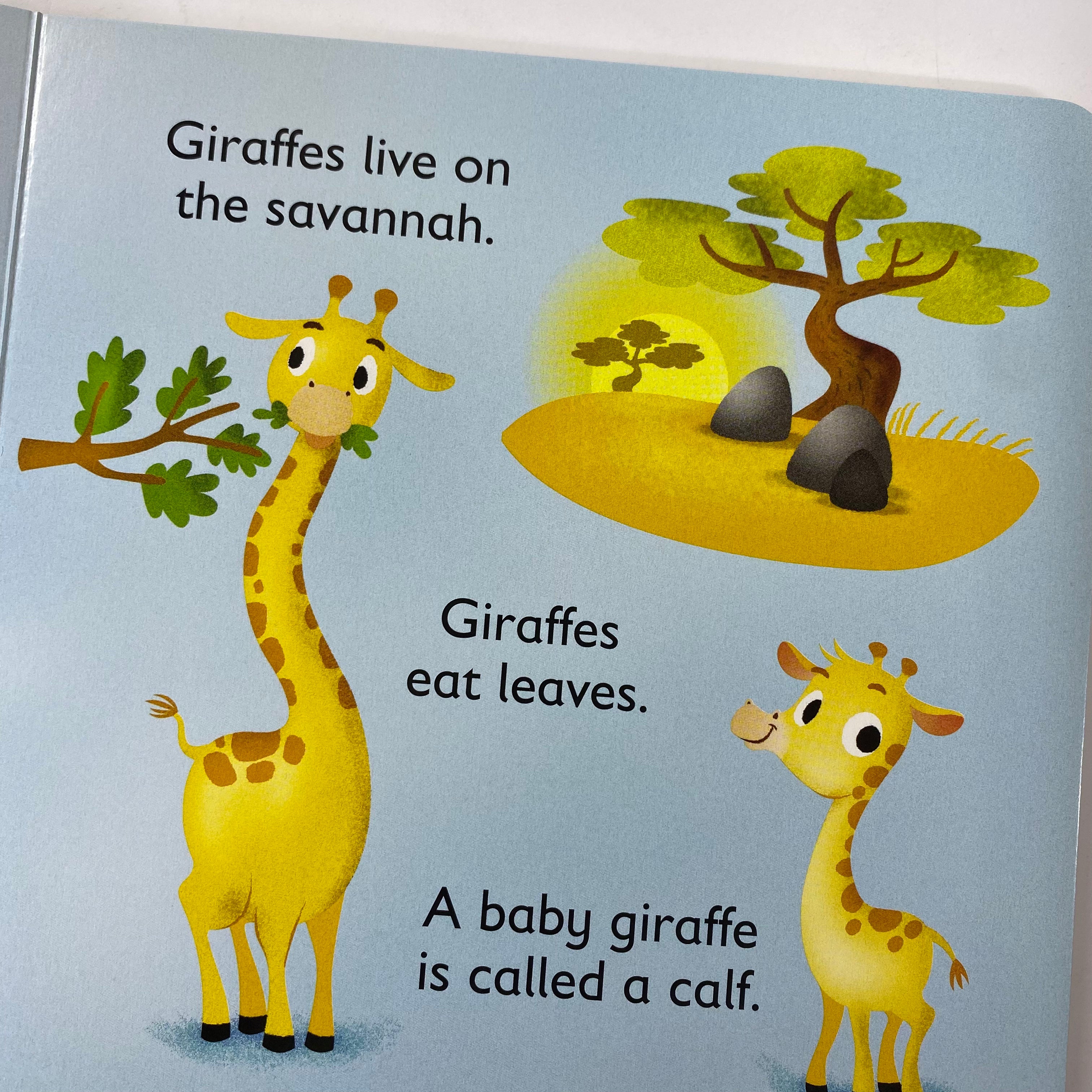 First Animal Facts - Jungle - Spectrawide Bookstore